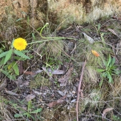 Hypochaeris radicata at Paddys River, ACT - 10 Mar 2023 12:24 PM