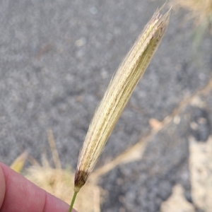 Chloris virgata at Higgins, ACT - 14 Mar 2023 03:34 PM