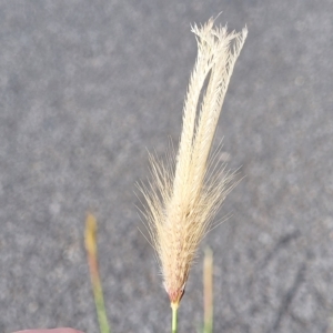 Chloris virgata at Higgins, ACT - 14 Mar 2023 03:34 PM