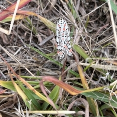 Utetheisa pulchelloides (Heliotrope Moth) at Tidbinbilla Nature Reserve - 13 Mar 2023 by GG