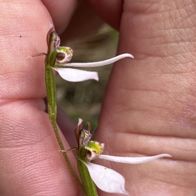 Eriochilus cucullatus (Parson's Bands) at Paddys River, ACT - 13 Mar 2023 by GG