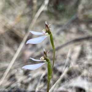 Eriochilus cucullatus at Paddys River, ACT - 13 Mar 2023