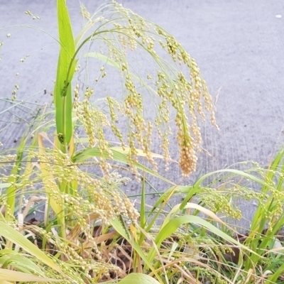 Panicum miliaceum (French Millet) at Watson, ACT - 14 Mar 2023 by MPW