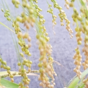 Panicum miliaceum at Watson, ACT - 14 Mar 2023