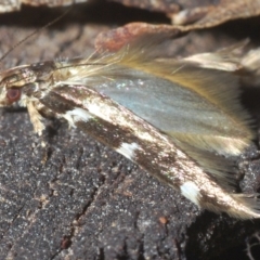 Limnaecia (genus) (A Gelechioid moth) at Brindabella National Park - 12 Mar 2023 by Harrisi