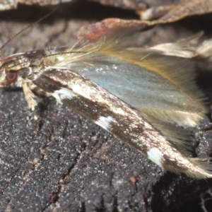 Limnaecia (genus) at Uriarra, NSW - 12 Mar 2023 05:29 PM