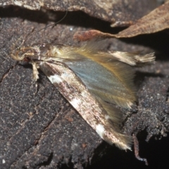 Limnaecia (genus) at Uriarra, NSW - 12 Mar 2023 05:29 PM