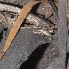 Limnaecia (genus) at Uriarra, NSW - 12 Mar 2023