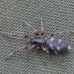 Lampona sp. (genus) (White-tailed spider) at QPRC LGA - 12 Mar 2023 by Paul4K