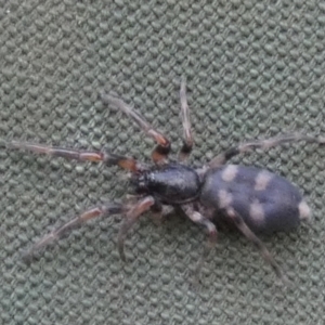 Lampona sp. (genus) at Borough, NSW - 12 Mar 2023