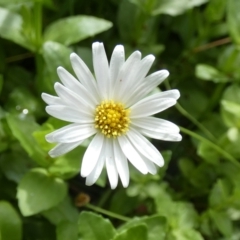 Brachyscome graminea (Grass Daisy) at Borough, NSW - 12 Mar 2023 by Paul4K