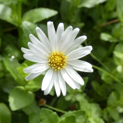 Brachyscome graminea (Grass Daisy) at Borough, NSW - 13 Mar 2023 by Paul4K