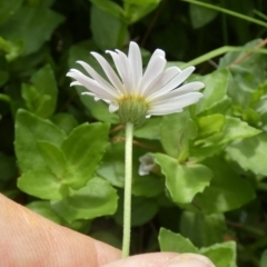 Brachyscome graminea at Borough, NSW - 13 Mar 2023