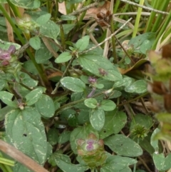 Prunella vulgaris at Borough, NSW - 13 Mar 2023