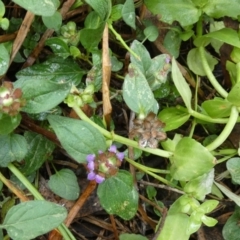 Prunella vulgaris at Borough, NSW - 13 Mar 2023