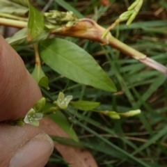 Persicaria hydropiper (Water Pepper) at Borough, NSW - 13 Mar 2023 by Paul4K