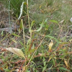 Persicaria hydropiper at Borough, NSW - 13 Mar 2023