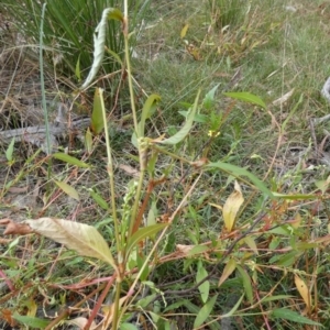 Persicaria hydropiper at Borough, NSW - 13 Mar 2023