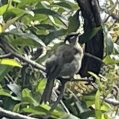 Meliphaga lewinii at Jervis Bay, JBT - 19 Jan 2023 04:22 PM