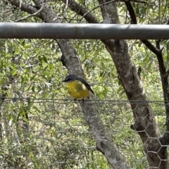 Eopsaltria australis (Eastern Yellow Robin) at Booderee National Park - 19 Jan 2023 by Hejor1