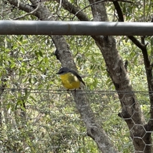 Eopsaltria australis at Jervis Bay, JBT - 19 Jan 2023 04:42 PM