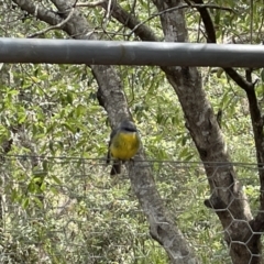 Eopsaltria australis at Jervis Bay, JBT - 19 Jan 2023 04:42 PM