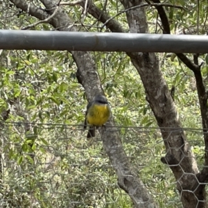 Eopsaltria australis at Jervis Bay, JBT - 19 Jan 2023 04:42 PM