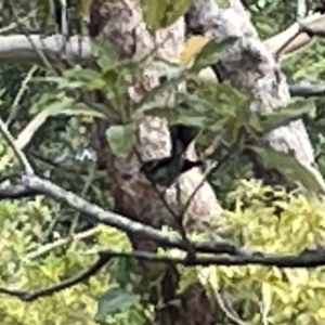 Rhipidura albiscapa at Jervis Bay, JBT - 19 Jan 2023