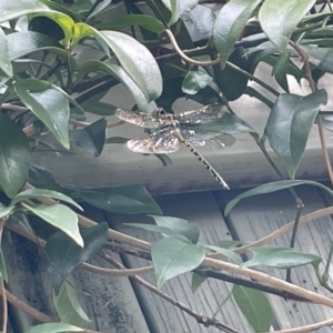 Hemicordulia australiae at Jervis Bay, JBT - 19 Jan 2023 04:19 PM