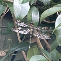 Hemicordulia australiae at Jervis Bay, JBT - 19 Jan 2023 04:19 PM