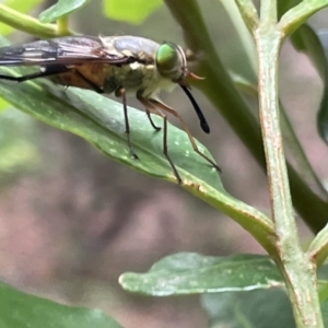 Copidapha quadrimacula at Jervis Bay, JBT - 19 Jan 2023