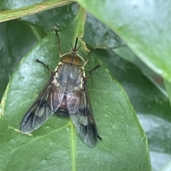 Copidapha quadrimacula at Jervis Bay, JBT - 19 Jan 2023