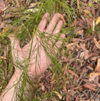 Baloskion tetraphyllum (Swamp Foxtails) at Jervis Bay, JBT - 19 Jan 2023 by Hejor1