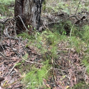 Baloskion tetraphyllum at Jervis Bay, JBT - 19 Jan 2023