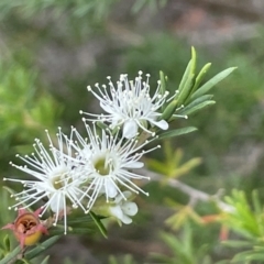 Kunzea ambigua (White Kunzea) at Booderee National Park - 19 Jan 2023 by Hejor1