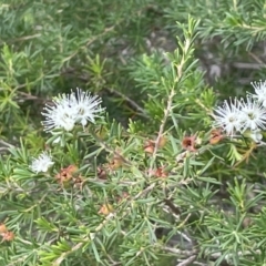 Kunzea ambigua at Jervis Bay, JBT - suppressed