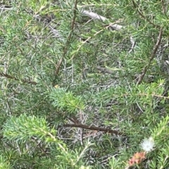 Kunzea ambigua at Jervis Bay, JBT - suppressed