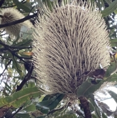 Banksia serrata (Saw Banksia) at Booderee National Park - 19 Jan 2023 by Hejor1