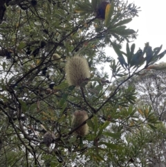 Banksia serrata at Jervis Bay, JBT - 19 Jan 2023 01:20 PM