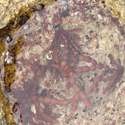 Unidentified Marine Alga & Seaweed at Jervis Bay, JBT - 19 Jan 2023 by Hejor1