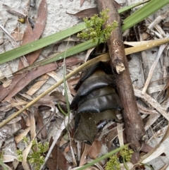 Heterodontus portusjacksoni at Booderee National Park - 19 Jan 2023 by Hejor1