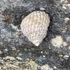 Austrocochlea porcata (Zebra top snail) at Booderee National Park - 19 Jan 2023 by Hejor1