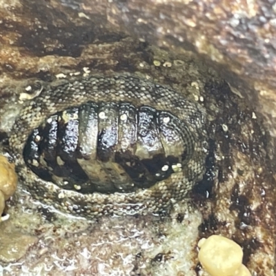 Sypharochiton pelliserpentis (Snakeskin Chiton) at Booderee National Park - 19 Jan 2023 by Hejor1