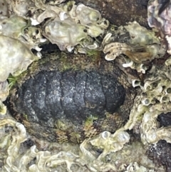 Sypharochiton pelliserpentis at Jervis Bay, JBT - 19 Jan 2023 01:35 PM