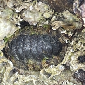 Sypharochiton pelliserpentis at Jervis Bay, JBT - 19 Jan 2023