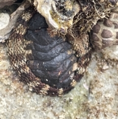 Sypharochiton pelliserpentis at Jervis Bay, JBT - 19 Jan 2023