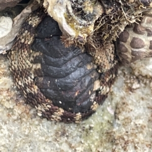 Sypharochiton pelliserpentis at Jervis Bay, JBT - 19 Jan 2023