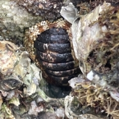 Sypharochiton pelliserpentis at Jervis Bay, JBT - 19 Jan 2023