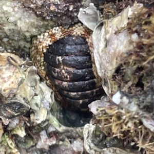 Sypharochiton pelliserpentis at Jervis Bay, JBT - 19 Jan 2023 01:35 PM