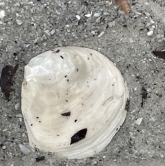 Ostrea (Eostrea) angasi (Tasmanian Flat Oyster) at Booderee National Park - 19 Jan 2023 by Hejor1